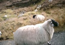 As humans stay indoors, wild animals take back what was once theirs (WaPo)