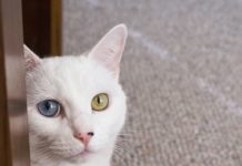 Can pets contract the coronavirus? (Slate)