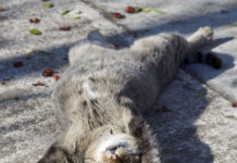 Considering melatonin for sleep? Here’s a guide to help (NYT)