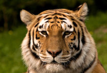 Bronx Zoo tiger is sick with the coronavirus (NYT)