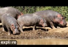 African watering hole powered (01/19/19)