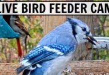 Live bird feeder cam in Ohio, 20+ species observed (12/31/19)