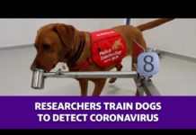 Researchers train dogs to detect coronavirus (04/06/20)