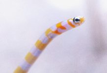 Japanese aquarium urges public to video-chat eels who are forgetting humans exist (Guardian)